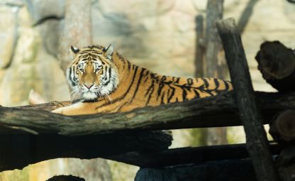 Hluboká nad Vltavou ZOO