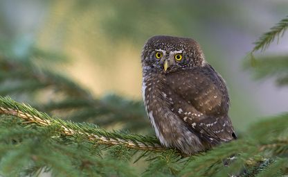 Eulenvolieren in Borová Lada (Ferchenhaid)