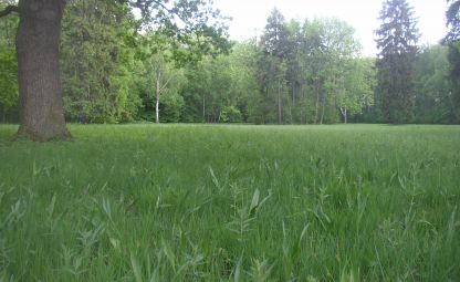 Moorwiese bei Liblice