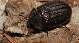 Despite bark beetle, Šumava comes to life