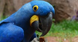 Zoo Praha oslaví 88 let od založení