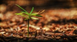 A day for the forest restoration