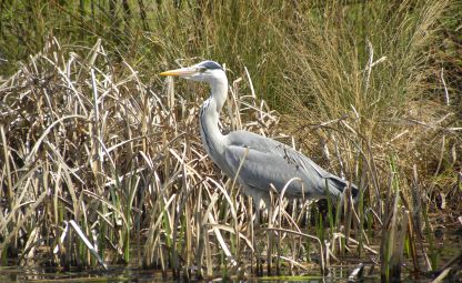 Amongst Vrbenské ponds